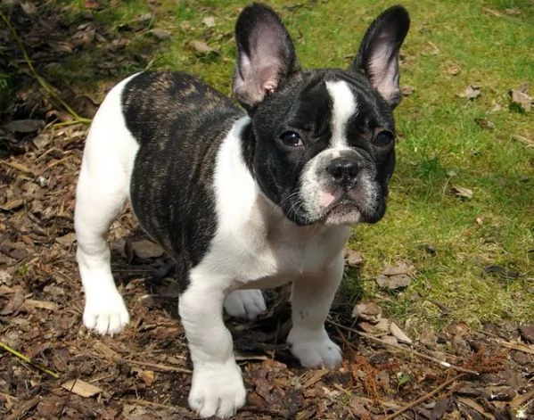 disponibile cucciolo di bulldog francese 