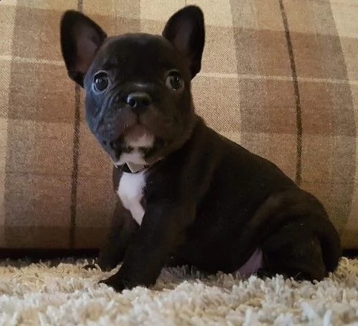 bulldog francese prenotabili