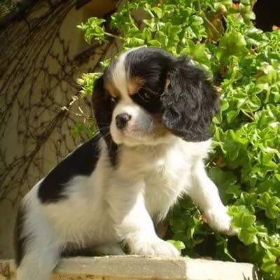 dei cavalier king disponibili