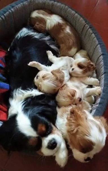 piccoli cavalier king