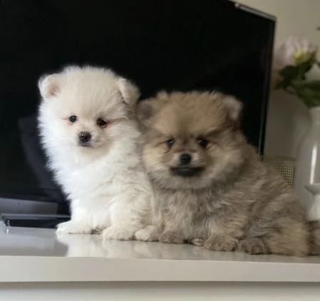 cuccioli spitz