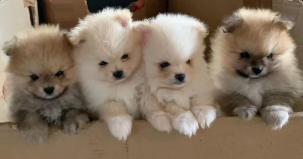 piccoli spitz toy
