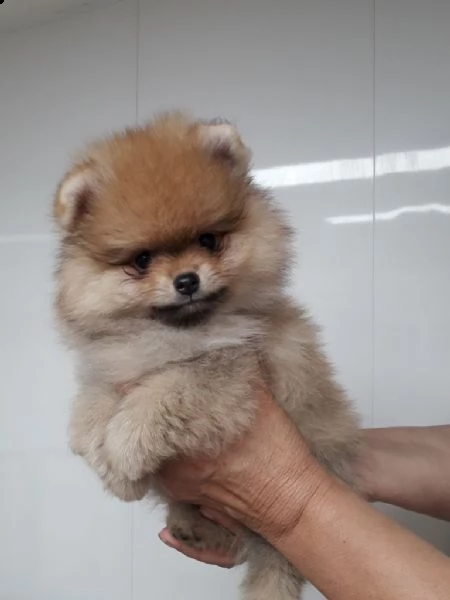 spitz toy di pomerania 