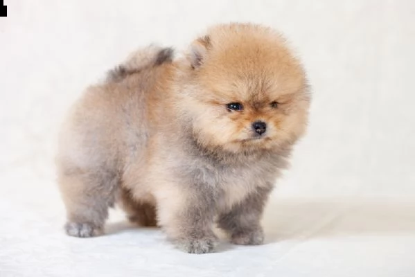 cucciola di spitz nano