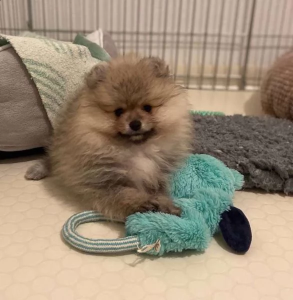 disponibili spitz toy