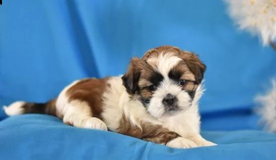 shih tzu cuccioli introvabili cuccioli di shih tzu intelligenti e dolcissimi attaccati al padrone cu