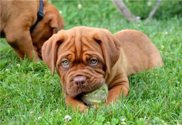 dogue de bordeaux cuccioli introvabili cuccioli di dogue de bordeaux intelligenti e dolcissimi attac