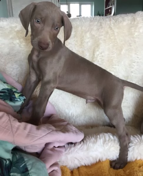 weimaraner cuccioli introvabili cuccioli di weimaraner intelligenti e dolcissimi attaccati al padron