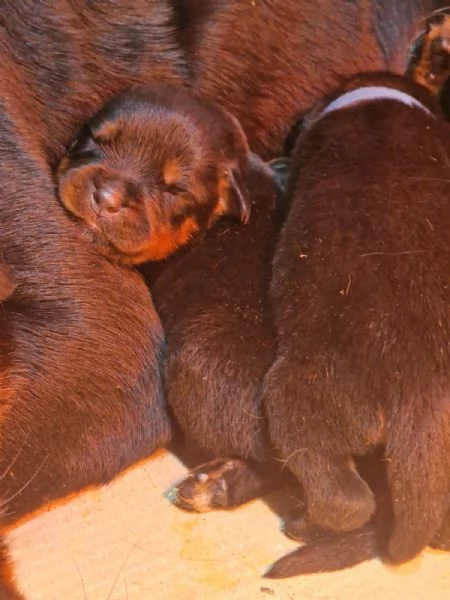 Cuccioli ALTA GENEALOGIA disponibili in Allevamento Riconosciuto ENCI | Foto 2