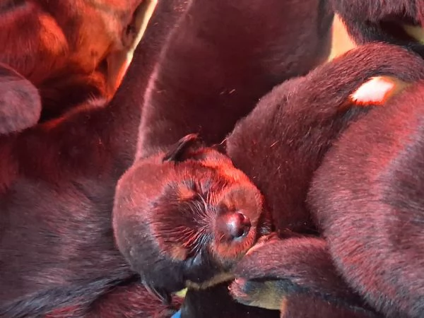 Cuccioli ALTA GENEALOGIA disponibili in Allevamento Riconosciuto ENCI | Foto 0