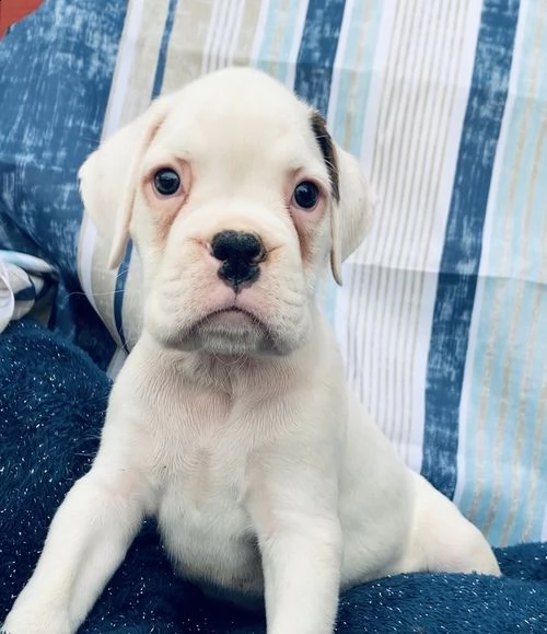 regalo estremamente carino cuccioli di boxer per l'adozione per natale
