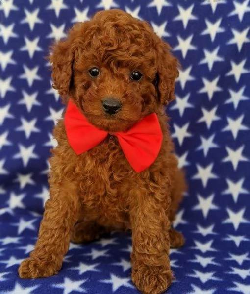 bassotti cuccioli introvabili cuccioli di bassotti intelligenti e dolcissimi attaccati al padrone cu