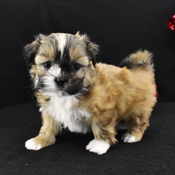 shih tzu cuccioli per il reinserimento introvabili cuccioli di shih tzu intelligenti e dolcissimi at