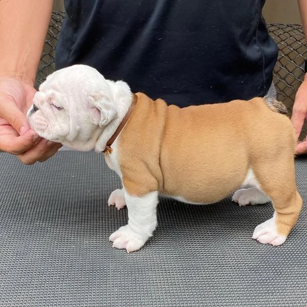 cuccioli incantati in adozione