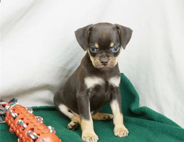 ho cuccioli di carlino maschio e femmina