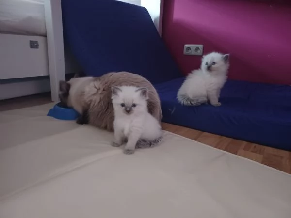 ragdoll cuccioli nati in casa