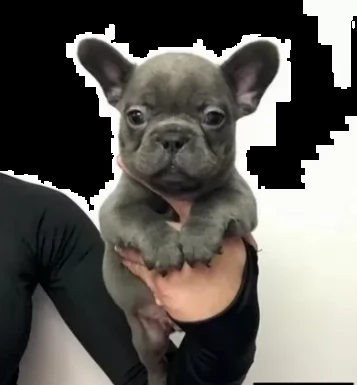 due tenerissimi cuccioli di bouledogue francese | Foto 1