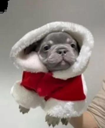 due tenerissimi cuccioli di bouledogue francese