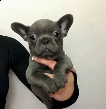 due tenerissimi cuccioli di bouledogue francese | Foto 0