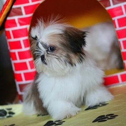  gli animali domestici hanno avuto una bellissima cucciolata di bellissimi cuccioli bianchi di orso