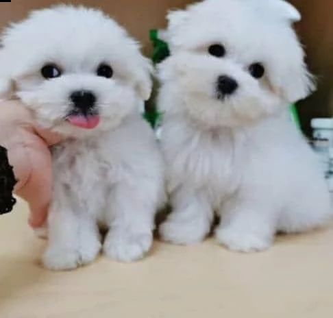 bichon maltese