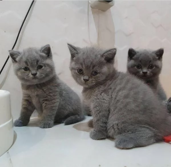 british shorthaire