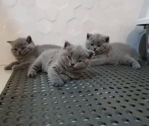 british shorthaire | Foto 0