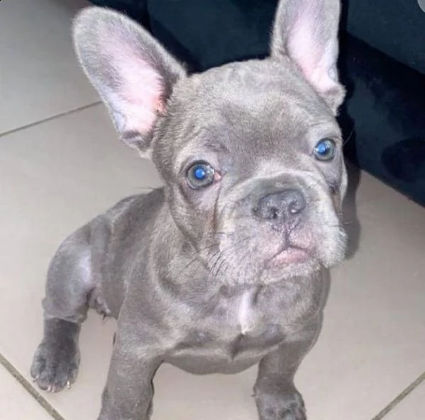 cucciolo di bulldog francese