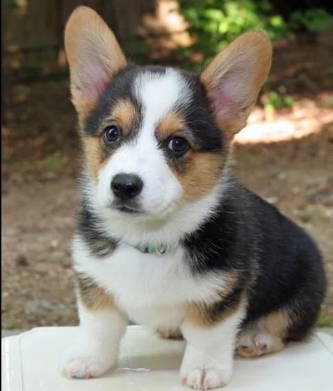 cuccioli di cardigan welsh corgi 