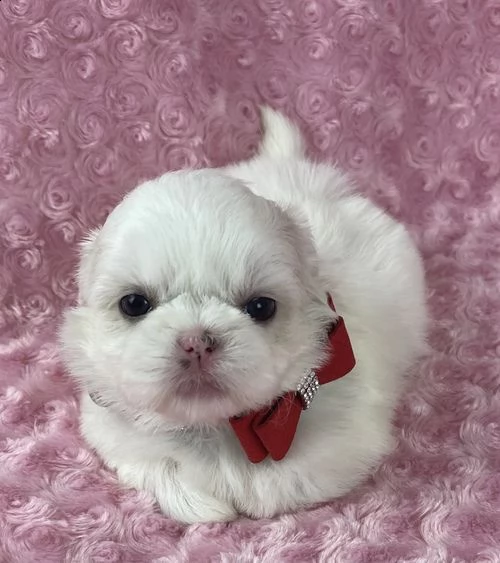 regalo cuccioli shih tzu per natale