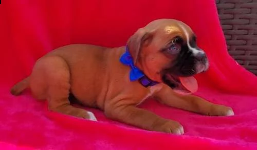 regalo estremamente carino cuccioli di boxer per l'adozione per natale