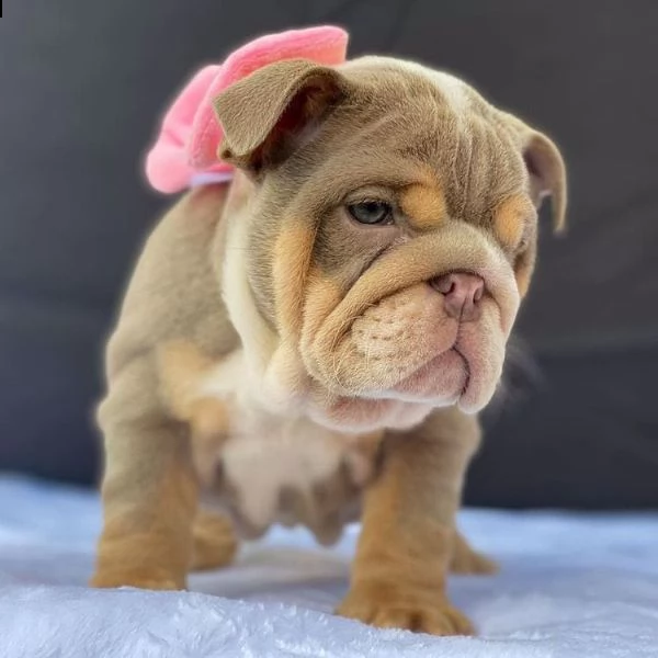 bulldog inglese abbiamo una bellissima cucciolata di bulldog britannici, 
