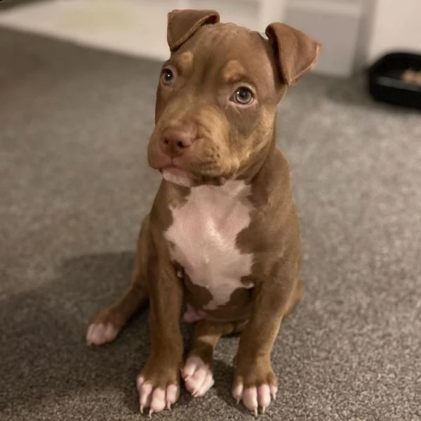 adorabili cuccioli maschi e femmine