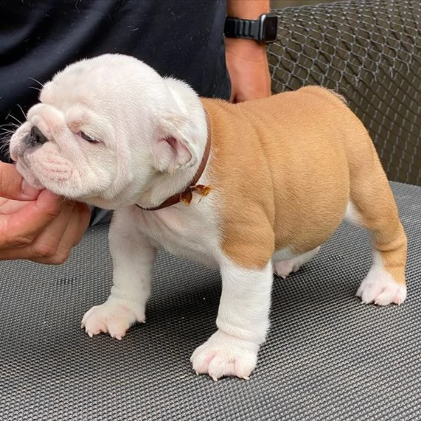 cuccioli di prima classe in adozione