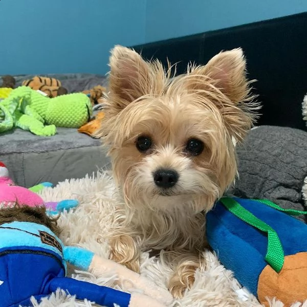 cuccioli maschi e femmine in adozione