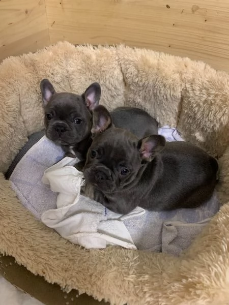 bulldog francesi cuccioli
