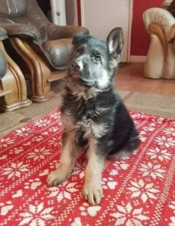 cuccioli di pastore tedesco disponibili