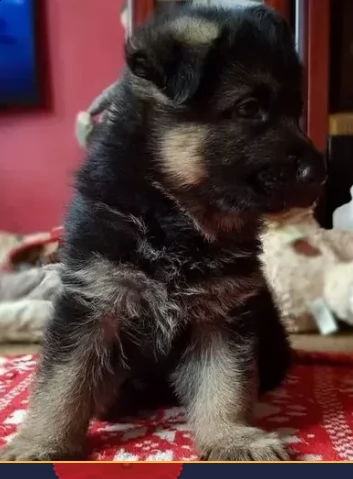cuccioli di pastore tedesco disponibili | Foto 0