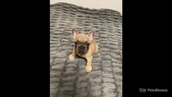 5 bellissimi cuccioli di bulldog francese  | Foto 2
