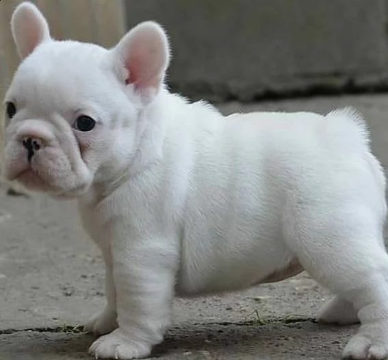  regalo bouledogue francese,,,