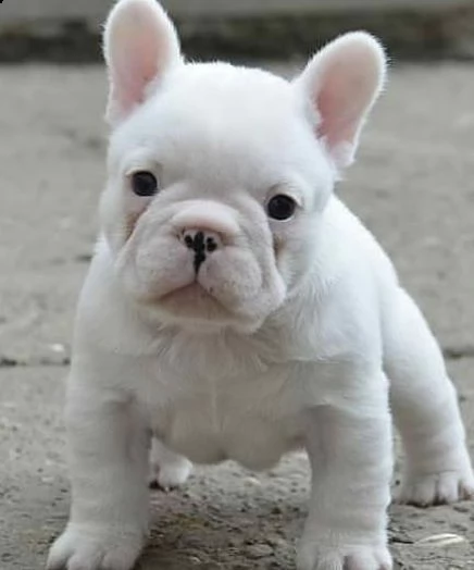  regalo bouledogue francese,,, | Foto 0