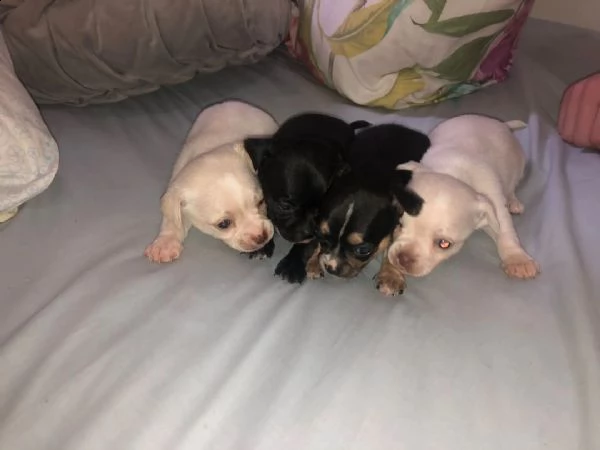 regalo cuccioli di chihuahua mini toy