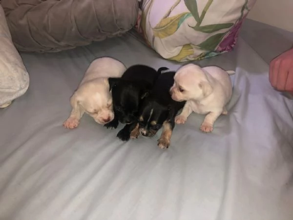  regalo chihuahua meravigliosi