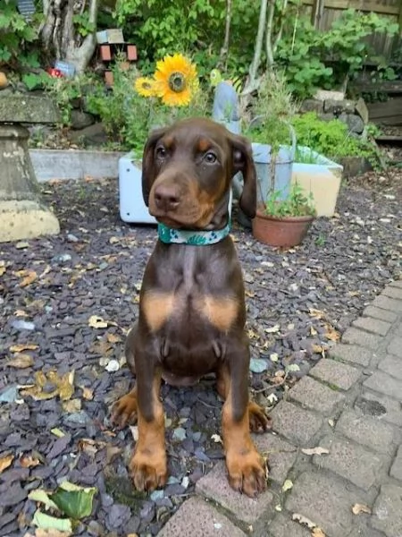  regalo adorabili cuccioli  dobermann per natale