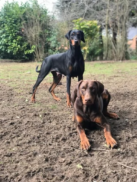 regalo adorabili cuccioli  dobermann  femminucce e maschietti per natale