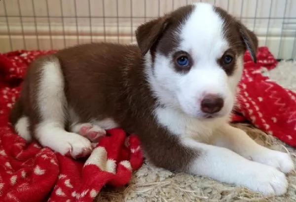  regalo siberian husky con pedigree per natale
