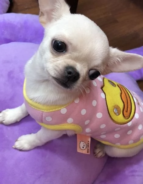 cuccioli di chihuahua per il re-homing