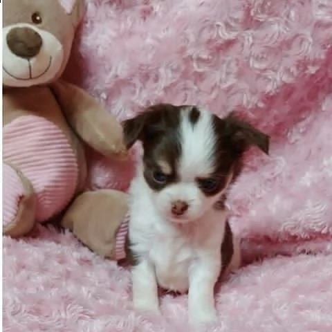 disponibili splendidi cuccioli di chihuahua grintosi!