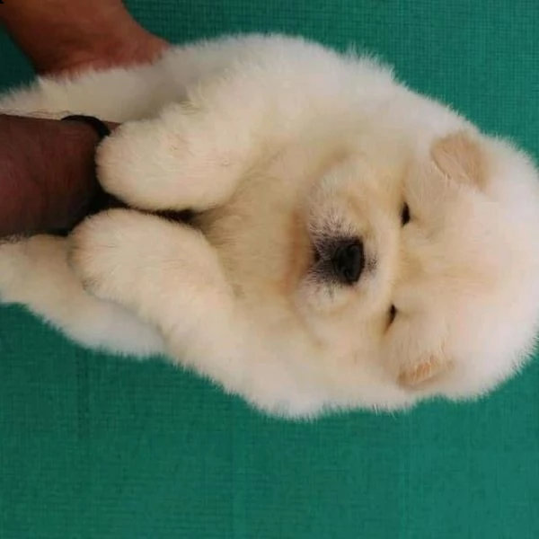 cuccioli di chow chow disponibili per l'adozione