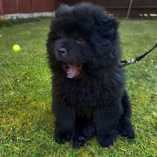 cuccioli di chow chow disponibili per l'adozione | Foto 0